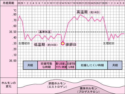 基礎体温